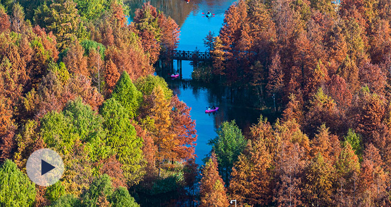 ����ֲ��@��ˮ��ɭ�֡��M������^�p��