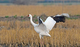 ���B�лʯ�����Q�F(xi��n)��Ҧ��